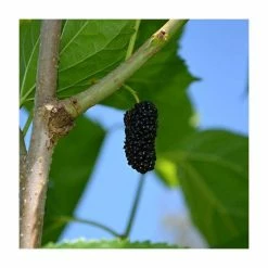 4-5ft 'Repsime' Mulberry Tree | 9L Pot | Morus nigra