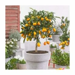 2-3ft Kumquat Tree | Citrus Japonica | Grafted Mini-Stem | 5L Pot