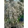 Prunus yedoensis 'Ivensii' | Cherry Blossom Tree