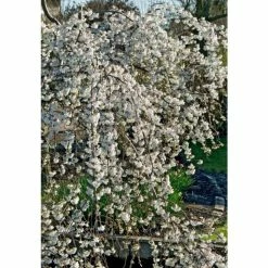 Prunus yedoensis 'Ivensii' | Cherry Blossom Tree