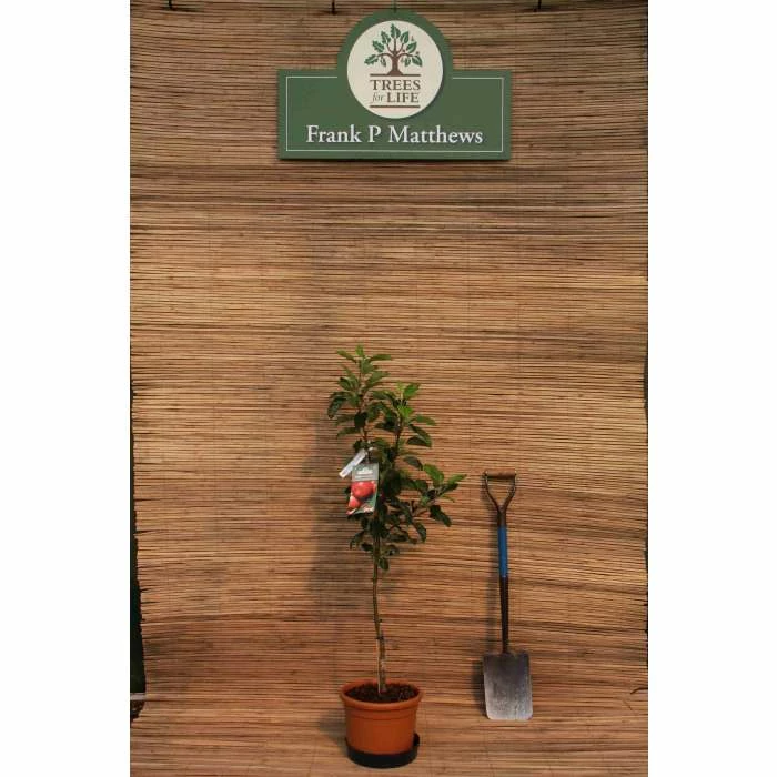 4ft 'Scrumptious™ Patio Apple Tree | M27 Dwarfing Rootstock | 11.5L Pot | By Frank P Matthews™ - Image 2