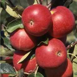 5ft 'Scrumptious™ Dessert Apple Tree | MM106 Semi Vigorous Rootstock | 12L Pot | By Frank P Matthews™