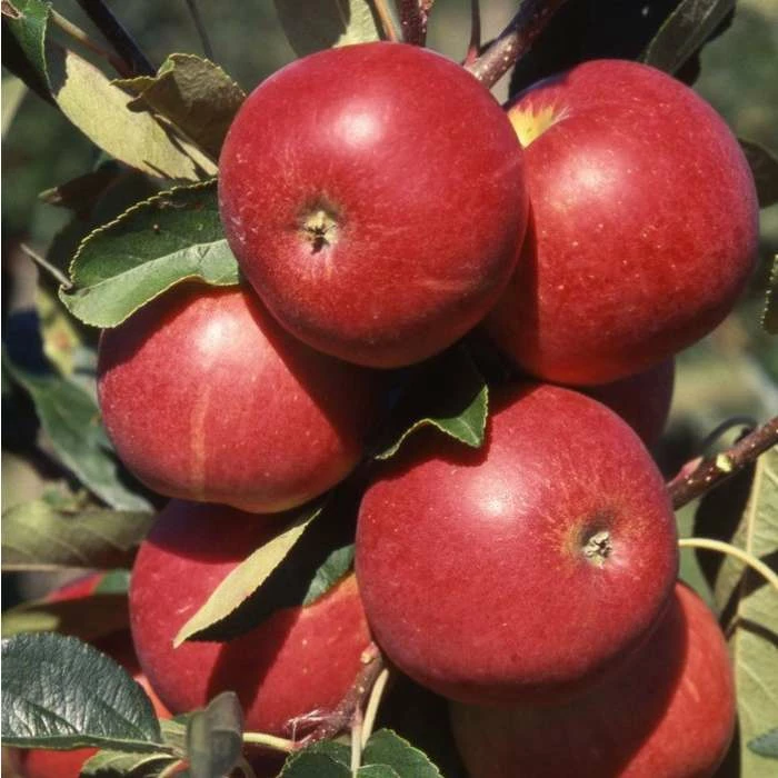 5ft 'Scrumptious™ Dessert Apple Tree | MM106 Semi Vigorous Rootstock | 12L Pot | By Frank P Matthews™