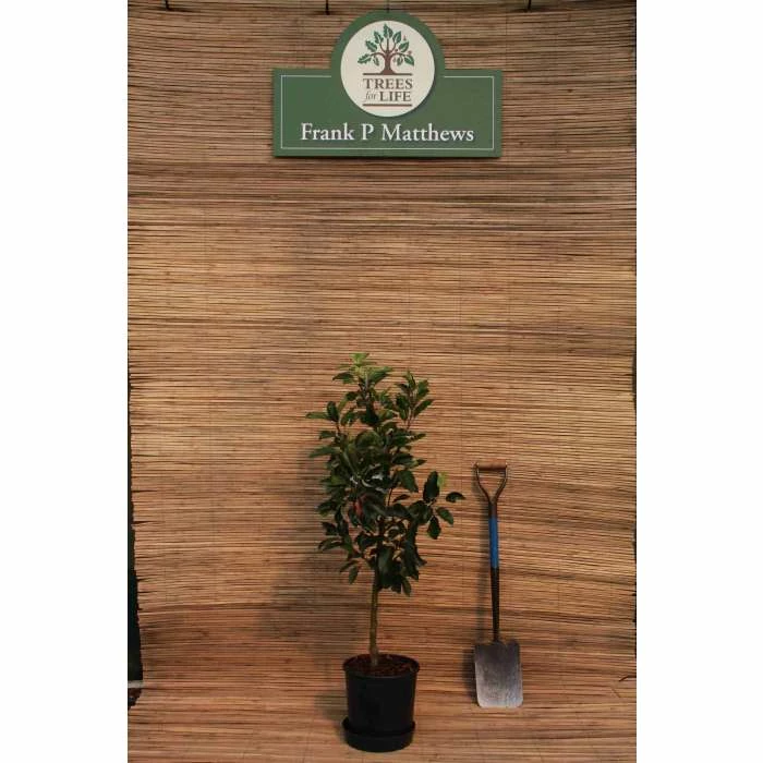 5ft 'Scrumptious™ Dessert Apple Tree | MM106 Semi Vigorous Rootstock | 12L Pot | By Frank P Matthews™ - Image 2