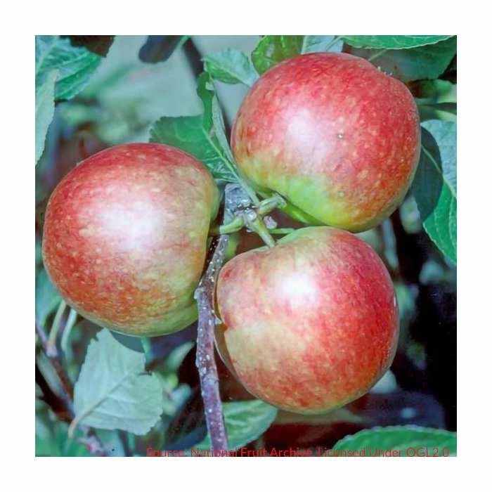 5ft 'James Grieve Dual Purpose Apple Tree | MM106 Semi Vigorous Rootstock | 12L Pot | By Frank P Matthews™ - Image 5