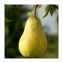 4-5ft 'Williams' Bon Chrétien' Pear Tree | Quince A Semi Dwarfing Rootstock | 9L Pot