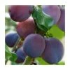5ft 'Marjorie's Seedling' Plum Tree | SJA Semi Vigorous Rootstock | 12L Pot | By Frank P Matthews™