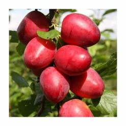5ft 'Mirabelle 'Ruby' Plum Tree | SJA Semi Vigorous Rootstock | Bare Root | By Frank P Matthews™