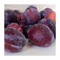 4-5ft 'President' Plum Tree | SJA Semi Vigorous Rootstock | 9L Pot