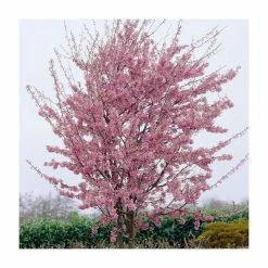 Prunus 'Okame' | Cherry Blossom Tree | 12L Pot | 150-180cm | By Frank P Matthews
