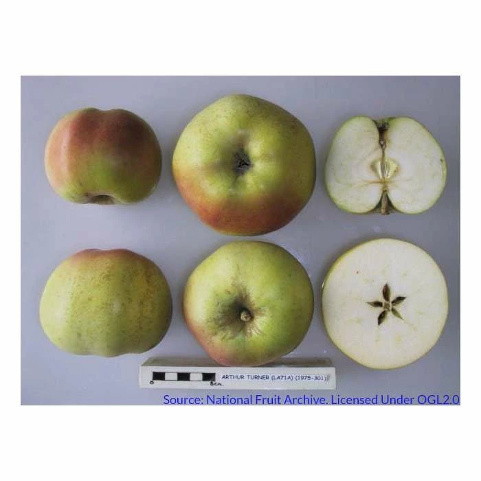 4-5ft Malus 'Arthur Turner' | Apple Tree - Image 2