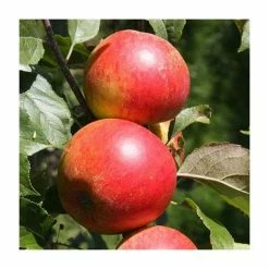 5ft 'Christmas Pippin' Dessert Apple Tree | MM106 Semi Vigorous Rootstock | 12L Pot | By Frank P Matthews™