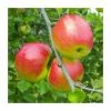 4-5ft Malus 'Redsleeves' | Apple Tree