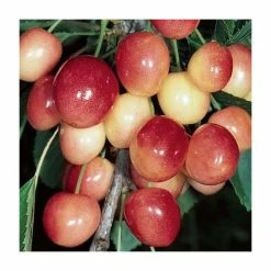4-5ft 'Merton Glory' Cherry Tree | Colt Semi Vigorous Rootstock | Bare Root