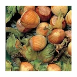4-5ft 'Webb's Prize Cob' Cobnut Bush | Bare Root