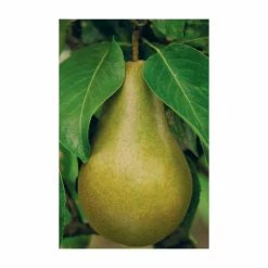 5ft 'Beth' Pear Tree | Quince A Semi Dwarfing Rootstock | 12L Pot | By Frank P Matthews™