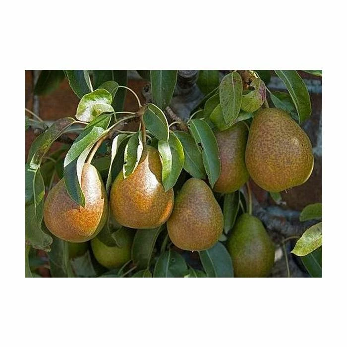 4-5ft 'Louise Bonne de Jersey' Pear Tree | Quince A Semi Dwarfing Rootstock | Bare Root