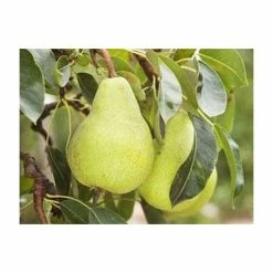 4-5ft 'Packhams Triumph' Pear Tree | Quince A Semi Dwarfing Rootstock | Bare Root