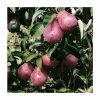 4-5ft 'Red Williams' Pear Tree | Quince A Semi Dwarfing Rootstock | Bare Root