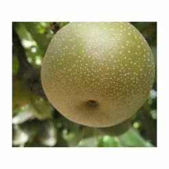 4-5ft 'Kumoi' Nashi Pear Tree | Pear Seedling Vigorous Rootstock | Bare Root