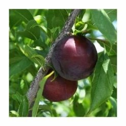 4-5ft 'Beauty' Plum Tree | SJA Semi Vigorous Rootstock | Bare Root