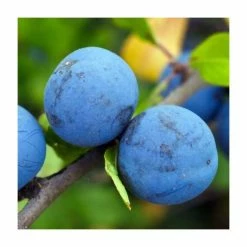 4-5ft 'Blue Tit' Plum Tree | SJA Semi Vigorous Rootstock | Bare Root