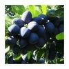 4-5ft 'Rivers' Early Prolific' Plum Tree | SJA Semi Vigorous Rootstock | Bare Root
