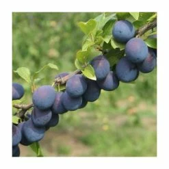 4-5ft 'Seneca' Plum Tree | SJA Semi Vigorous Rootstock | Bare Root
