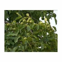 4-5ft 'Franquette' Walnut Tree | Walnut Seedling Rootstock |Bare Root