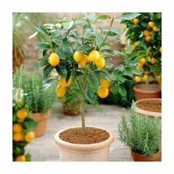 2-3ft 4 Seasons Lemon Tree | Grafted Mini-Stem | 5L Pot