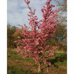 Prunus 'Kursar' | Small Flowering Cherry Blossom Tree | 12L Pot | 150-180cm | By Frank P Matthews