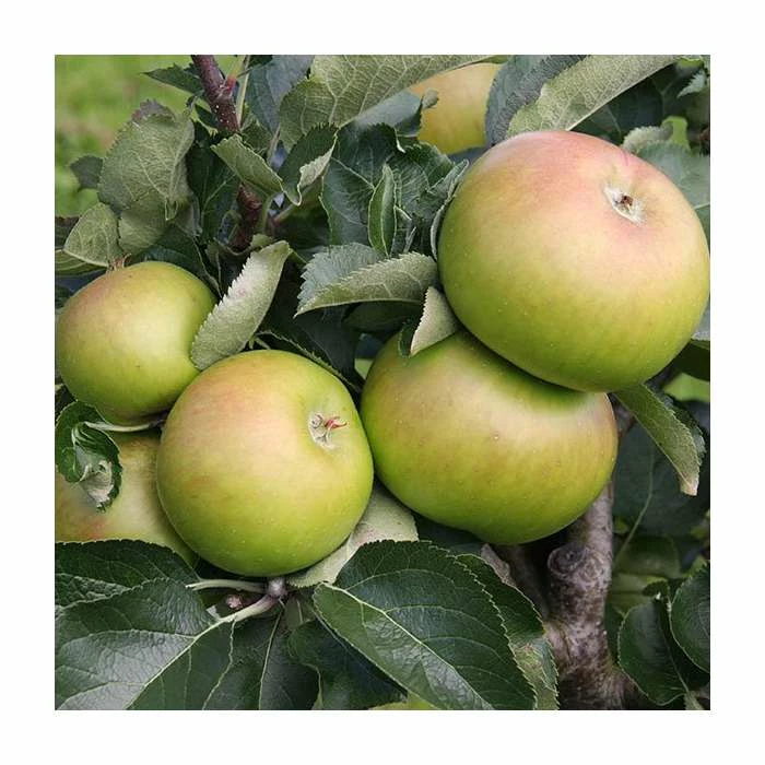 4ft 'Bramley 20' Patio Cooking Apple Tree | M27 Dwarfing Rootstock | 11.5L Pot | By Frank P Matthews™ - Image 3