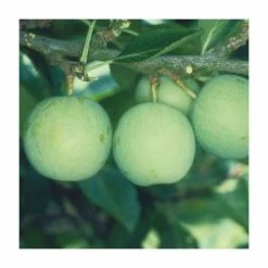 5ft 'Old Green Gage' Plum Tree | SJA Semi Vigorous Rootstock | 12L Pot | By Frank P Matthews™
