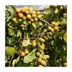 5ft 'Stella`s Star Gage Tree | SJA Semi Vigorous Rootstock | 12L Pot | By Frank P Matthews™