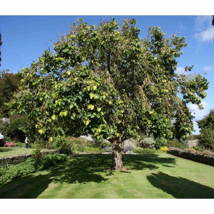 5ft 'Chelsea' (King James) Mulberry Tree | 12L pot | By Frank P Matthews™ - Image 2