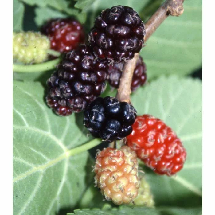 5ft 'Chelsea' (King James) Mulberry Tree | 12L pot | By Frank P Matthews™ - Image 3