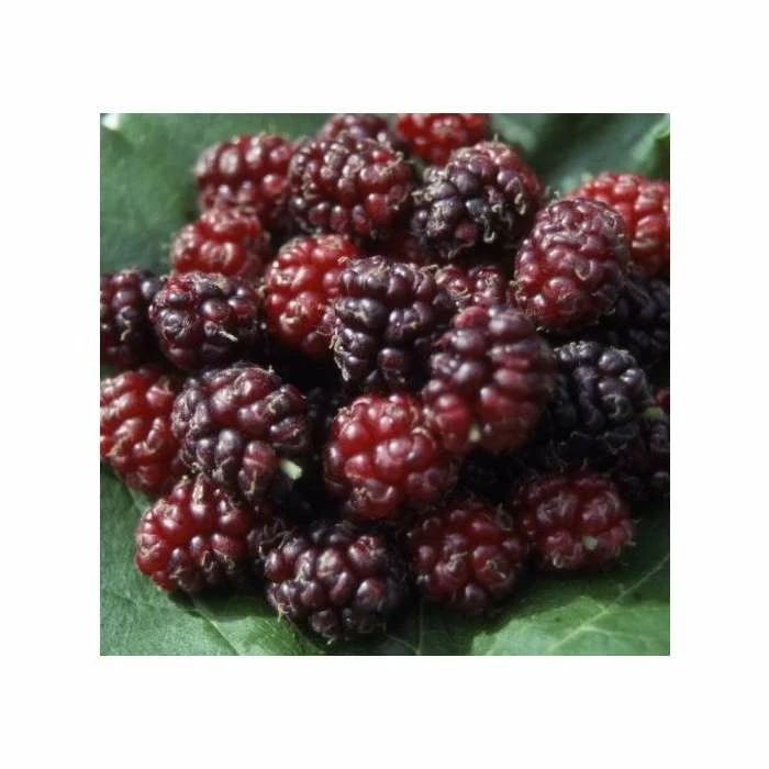 5ft 'Chelsea' (King James) Mulberry Tree | 12L pot | By Frank P Matthews™