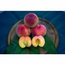 5ft 'Rochester' Peach Tree | SJA Semi Vigorous Rootstock | 7L Pot | By Frank P Matthews™