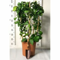 4ft Trained Lemon Tree Circle | 12L Pot