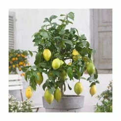 4ft Large Lemon Tree | Citrus Limonum | 12L Pot