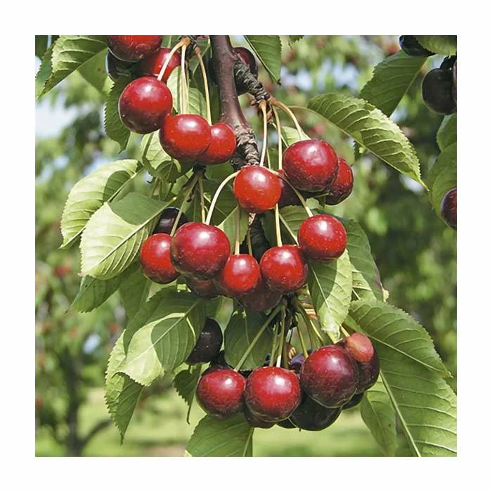 4-5ft ''Hartland' Patio Cherry Tree | Gisela 5 Semi Dwarfing Rootstock | 4.5L Pot - Image 2