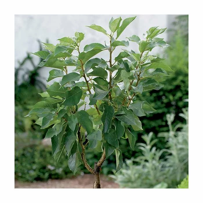 4-5ft ''Hartland' Patio Cherry Tree | Gisela 5 Semi Dwarfing Rootstock | 4.5L Pot - Image 3