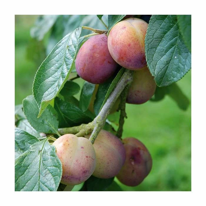 6ft 'Victoria' Plum Tree | SJA Semi Vigorous Rootstock | Bare Root Maiden | By Frank P Matthews™ - Image 2