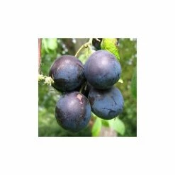 5ft 'King of the Damsons' Damson Tree | SJA Semi Vigorous Rootstock | Bare Root Maiden | By Frank P Matthews™