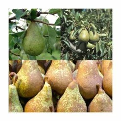 5ft 'Concorde/Conference/Comice' Family Pear Tree | Quince A Semi Dwarfing Rootstock | 12L Pot | By Frank P Matthews™