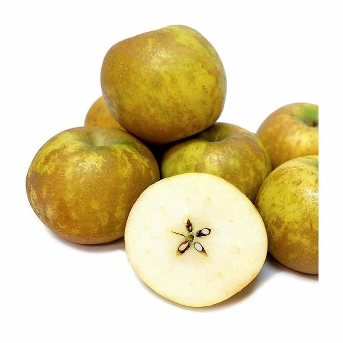 5ft 'Ashmead's Kernel' Dessert Apple Tree | MM106 Semi Vigorous Rootstock | 12L Pot | By Frank P Matthews™