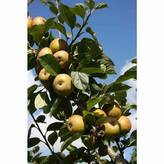 5ft 'Ashmead's Kernel' Dessert Apple Tree | MM106 Semi Vigorous Rootstock | 12L Pot | By Frank P Matthews™ - Image 2