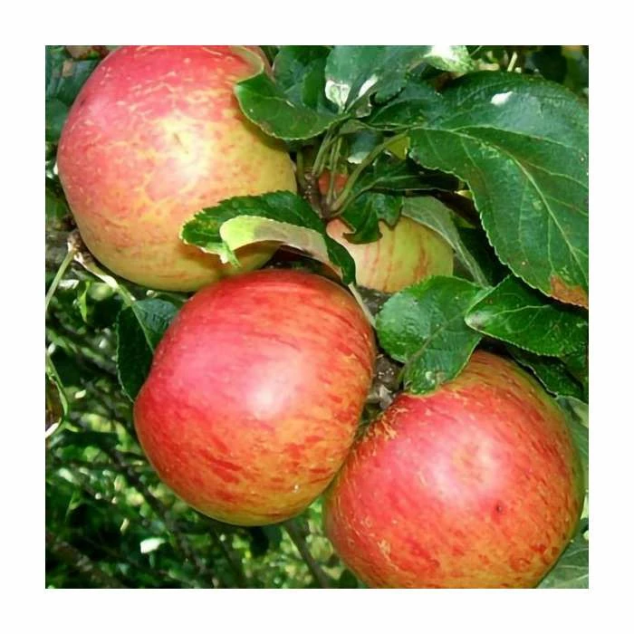 5ft 'Laxton's Superb' Dessert Apple Tree | MM106 Semi Vigorous Rootstock | 12L Pot | By Frank P Matthews™ - Image 2