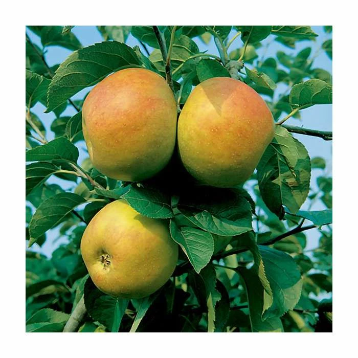 5ft 'Blenheim Orange' Dual Purpose Apple Tree | MM106 Semi Vigorous Rootstock | 12L Pot | By Frank P Matthews™ - Image 4