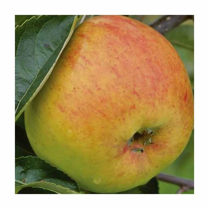 5ft 'Blenheim Orange' Dual Purpose Apple Tree | MM106 Semi Vigorous Rootstock | 12L Pot | By Frank P Matthews™